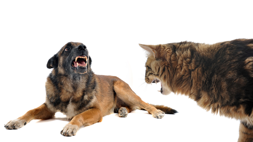 dog growling at a cat